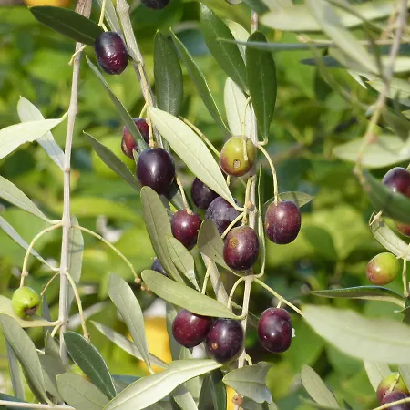 Genius Loci Country Lantställe