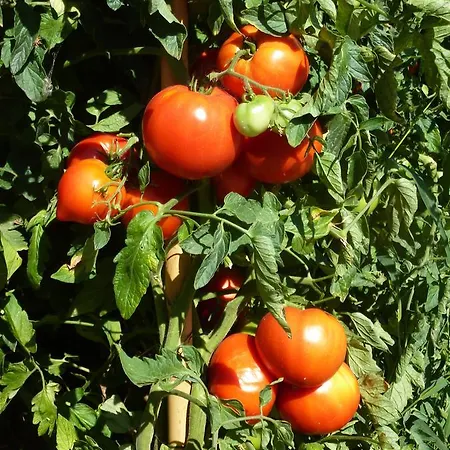 Lantställe Genius Loci Country Bevagna